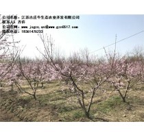 楚州附近桃子采摘园|古庄牛供|楚州周边桃子采摘园