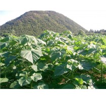 郑州速生法桐|速生法桐种植|优质速生法桐|华夏供