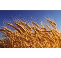 青岛小麦高产技术|青岛有机小麦种子|青岛小麦增产|博信供