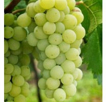 涟水葡萄采摘园多少钱 古庄牛供 涟水葡萄采摘园费用