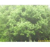 出售南京香樟等多种绿化苗木